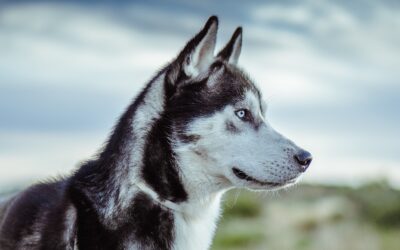 myHusky – für Freelancer & Ausschreibungs-management